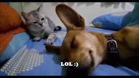 dog fart make cat angry