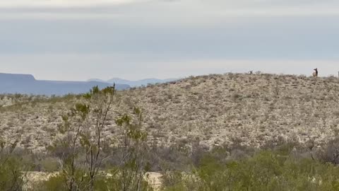 Small herd of Elk on East Rim Ranch