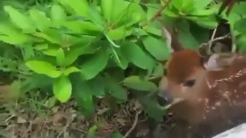 Cute lost Deer Fawn finding for its mom Meets Spenish Man