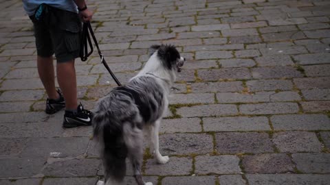 Cheery closeup of a black and white dog, standing in a historic street