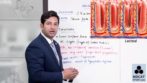 LEC#13 DIGESTION AND ABSORPTION IN JEJUNUM AND ILEUM