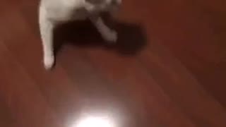 Cat chasing its tail