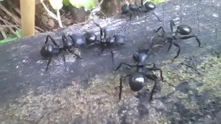 5 formigas cephalotes atratus batendo um papo, rara e exótica! [Nature & Animals]