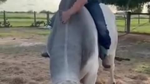 girl and her pet bull | love bonding