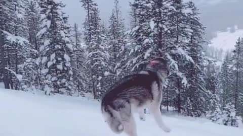 Siberian husky and Golden retriver playing joyfully in snow