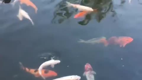 So many koi fish