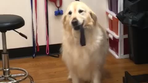 Excited Dog Grabs Leash And Is Ready For A Walk