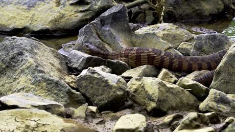 DANGEROUS SNAKES LOOSE IN THE NATURE AND CRAWLING, FULL VIDEO AND [UPDATED]!