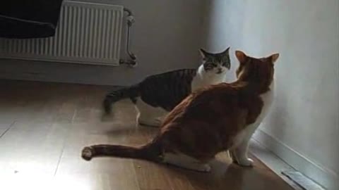 couple cats fight videos 2022
