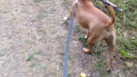 Staffordshire Terrier on a walk 2