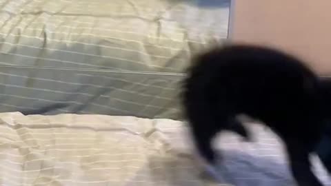The Cat's Reaction After Seeing Its Reflection!