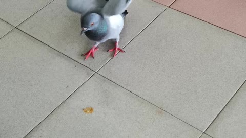 Fearless Pigeon do make a fun for food