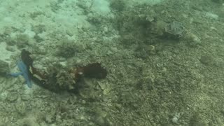 Snorkeling Adventures Philippines. Giant Blue Starfish and lots of Fish