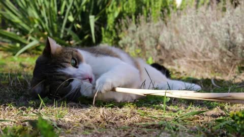 A cat lies on a ground in a garden on a sunny day and plays with a stick and bites on it