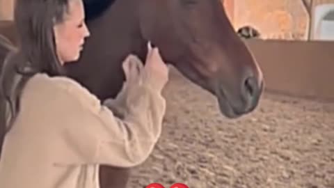 Funny video - Horse