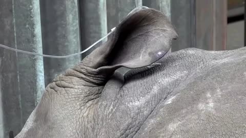 Scientists pin hopes of saving northern white rhino from extinction on new embryos