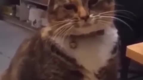 Tha cat is so funny so good video