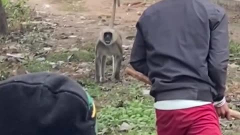 Dangerous_monkey_attack_in_village😨😰😱_#monkey_#villagevlog_#