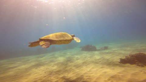 Turtle in shallow water