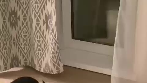 Cat reaction to his images in mirror
