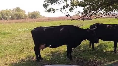 cows on the range