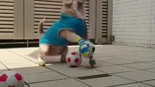 dog can to tricks