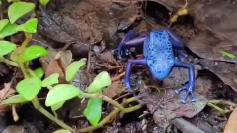 | Blue poison dart frog | in 1 minute