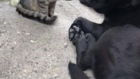 Love between cat and black labrador