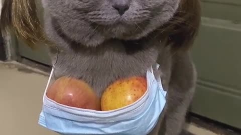 who put apples on the cat