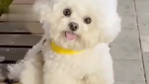Beautiful cute puppy in shelter