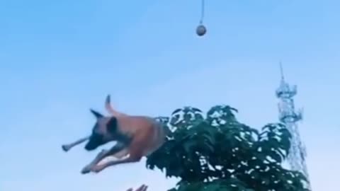 Dogs_That_Fly_-_Malinois_&_Alsatian_Dogs_Show_Their_Jumping_Agility_(720p).mp4