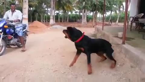 Rottweiler Dog Barking On A Man