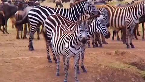 Hungry Crocodiles Ambush Zebras