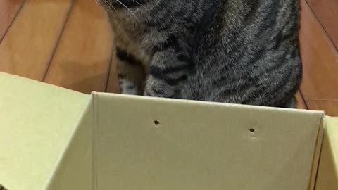 Cat Tries To Wiggle Herself Into A Box