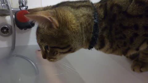 Bengal cat hypnotized by water in the bath