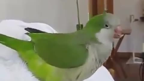 parrot with malefic laugh