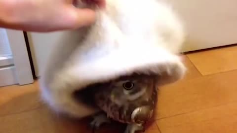 The owl with his hello