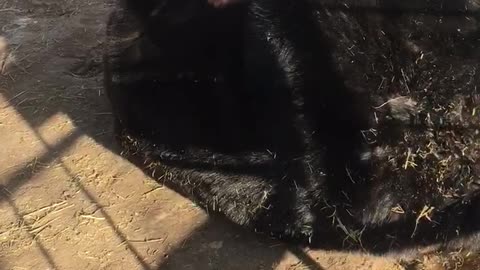 Feeding Time Fun with a Bear