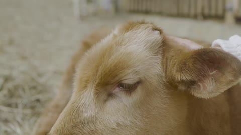 person-petting-a-calf-on-a-farm