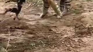 Tiger killed dog!