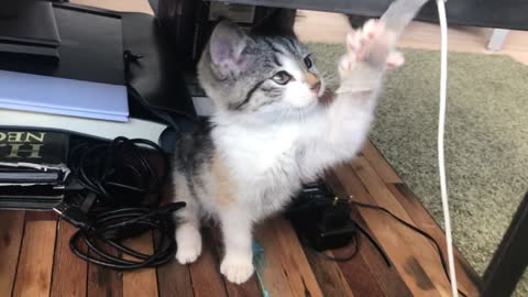 A cat playing the charger compass