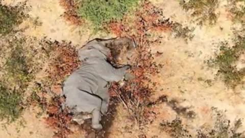 More than 350 elephants die mysteriously in Botswana, Africa