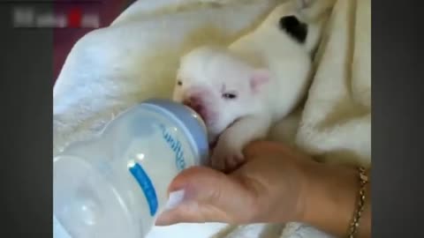 Cute puppy video and cub