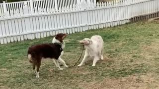 Insistent dog takes his brother for a walk on the leash
