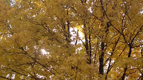 Norway Maple In November