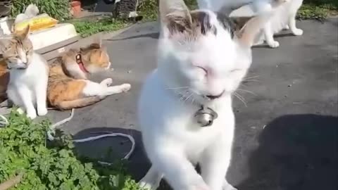 World record in cat sneezing 🤣🤣