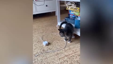 Funny pets reaction to toys 🤣🤣