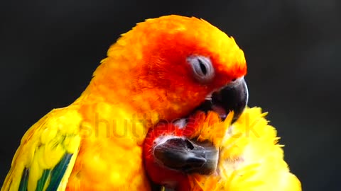 Loving bird