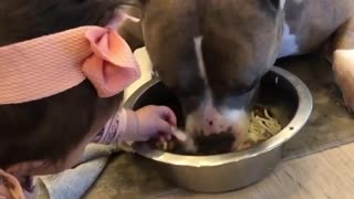 Sweet pit bull doesn't mind that baby sticks her hands in his food bowl
