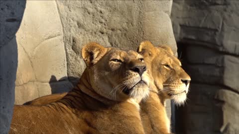 Lion Hagenbeck Yawning Big Cat To Sunbathe